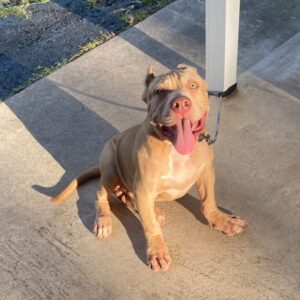 American Bully XL Puppy 4