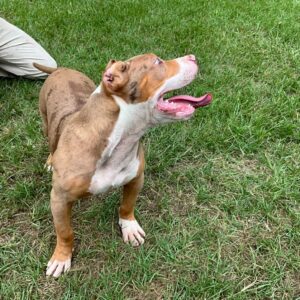 American Bully XL Puppy 8