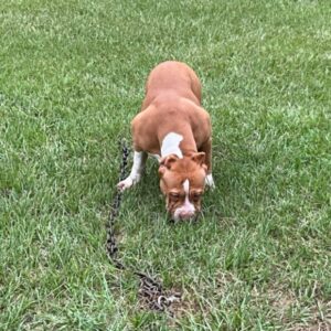 American Bully XL Puppy 6