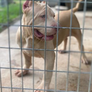 American Bully XL Puppy 5