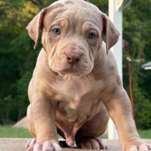 American Bully XL Puppy 1