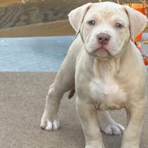 American Bully XL Puppy 2