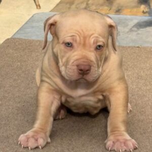 American Bully XL Puppy 3