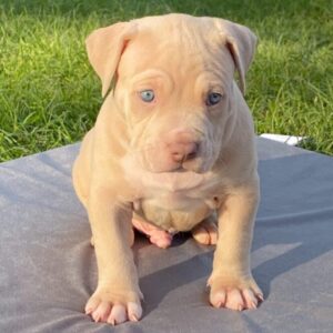 American Bully XL Puppy 4