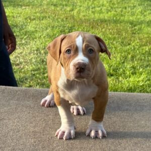 American Bully XL Puppy 7