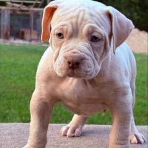 American Bully XL Puppy 5