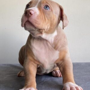 American Bully XL Puppy 6