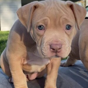 American Bully XL Puppy 8