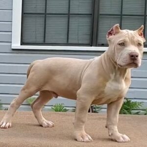 American Bully XL Puppy 2