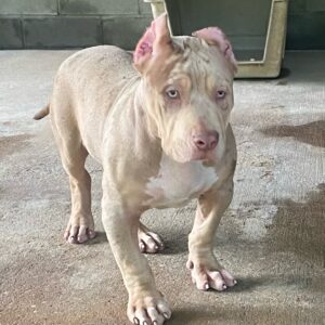 American Bully XL Puppy 1