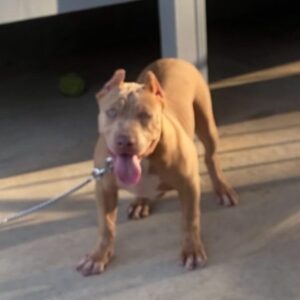 American Bully XL Puppy 7