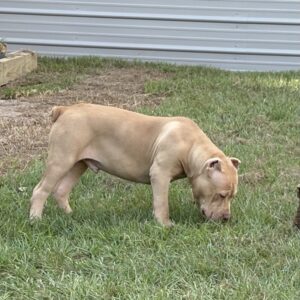 American Bully XL Puppy 3